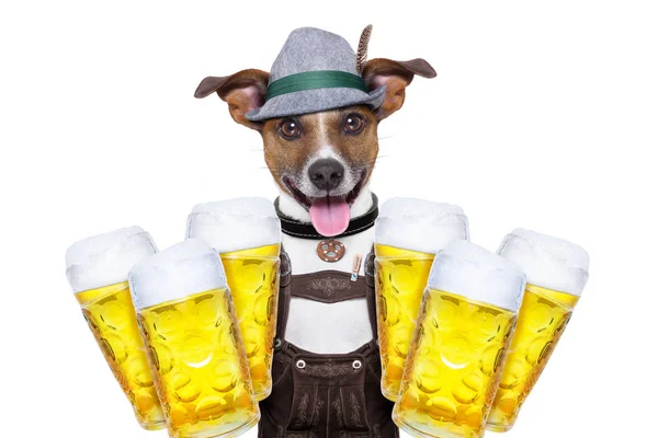 Perro de cerveza bavarian —  Fotos de Stock