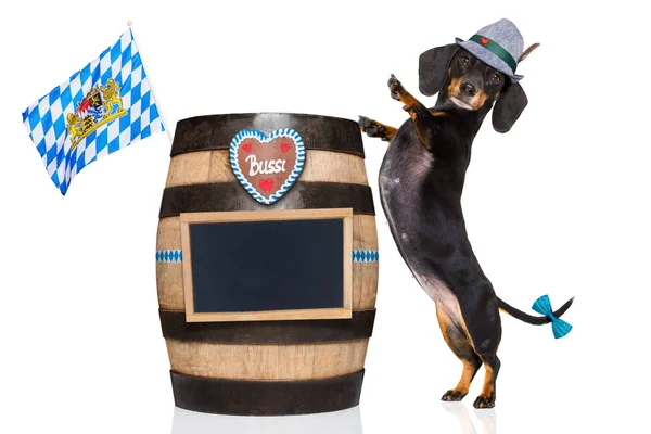 Beierse bier hond — Stockfoto