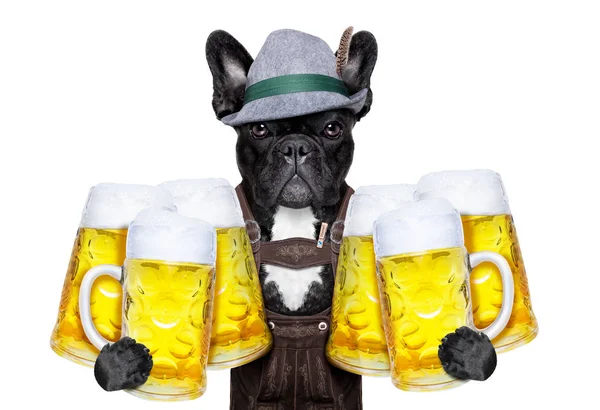 バイエルンのビールの犬 — ストック写真