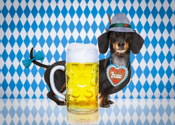 バイエルンのビールの犬 — ストック写真