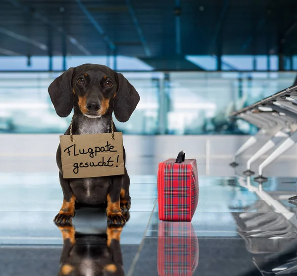 Cão no terminal do aeroporto em férias pronto para o transporte em uma caixa — Fotografia de Stock