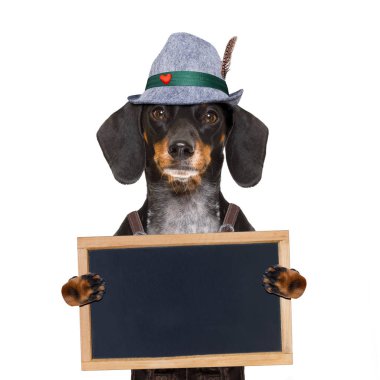 Bavyera bira köpek 