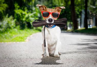 köpek kira kontratı ile yürüyüşe bekler 