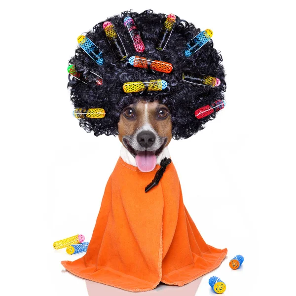 Hairdresser   dog with curlers — Stock Photo, Image