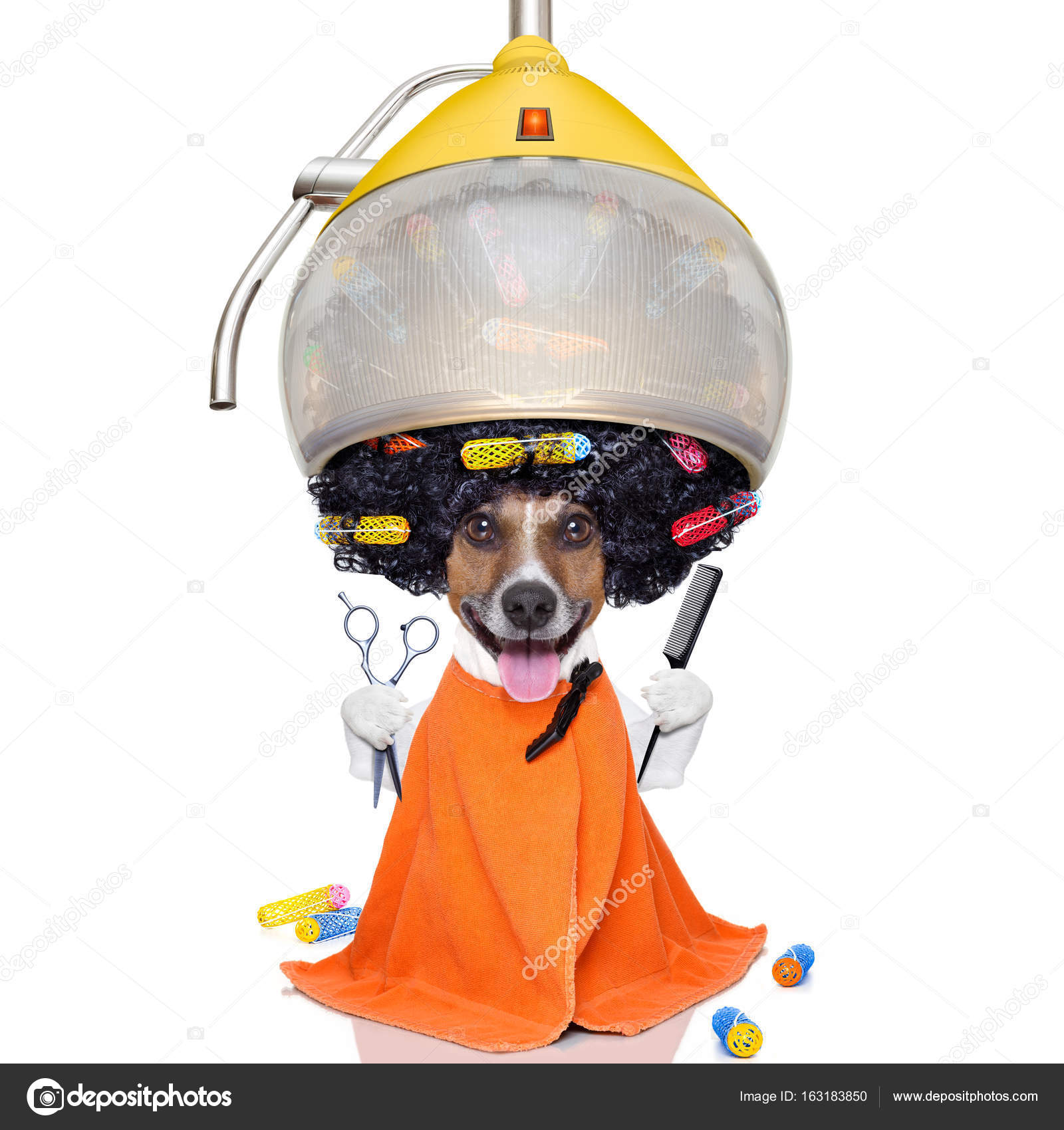 Chien Au Salon De Coiffure Ou Toiletteur Photographie