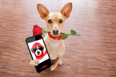 aşık Sevgililer köpekle gül ağzına