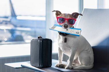 dog in airport terminal on vacation clipart