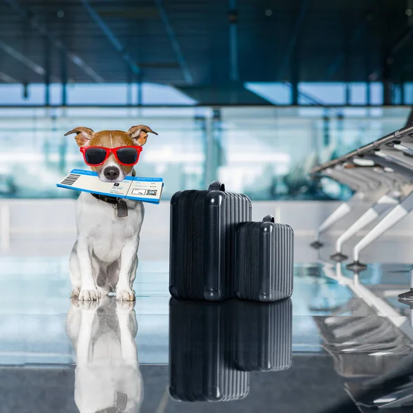 Hond in de luchthaventerminal op vakantie — Stockfoto