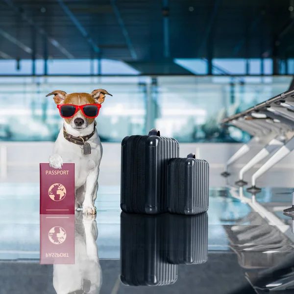 Hond in de luchthaventerminal op vakantie — Stockfoto