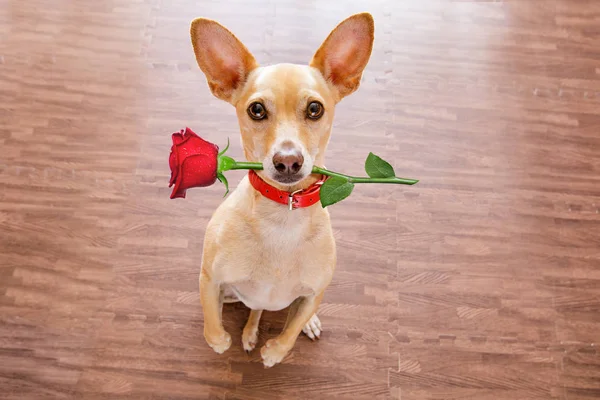 Валентинки собака влюблена в розу во рту — стоковое фото