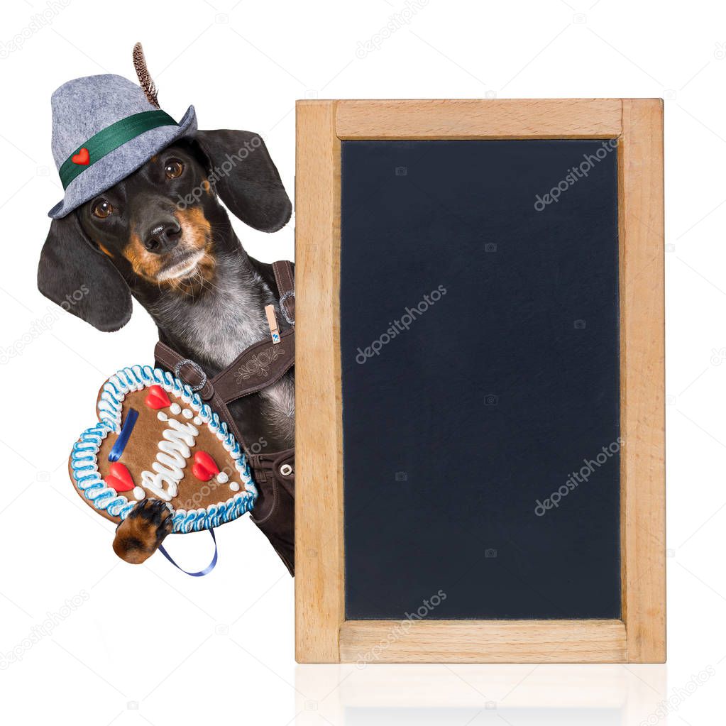 Bayerisches BierHund — Stockfoto © damedeeso 163184374