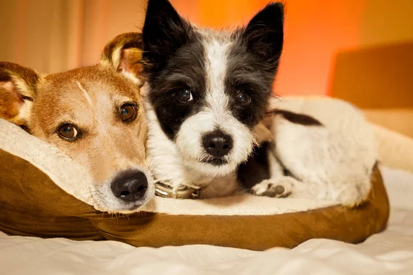 Psy w miłości — Zdjęcie stockowe
