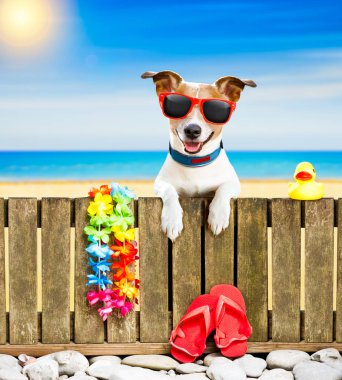 köpek yaz tatil tatil günlerinde sahilde