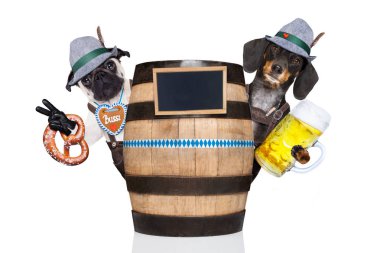 iki Bavyera köpek 