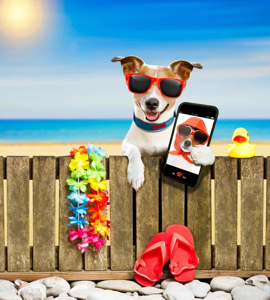 Собака на пляже во время летних каникул — стоковое фото