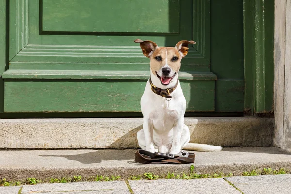 Dog with leash awaits for a walk — стоковое фото