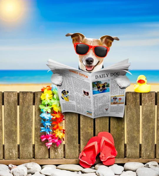 Hond op strand op zomervakantie vakantie — Stockfoto