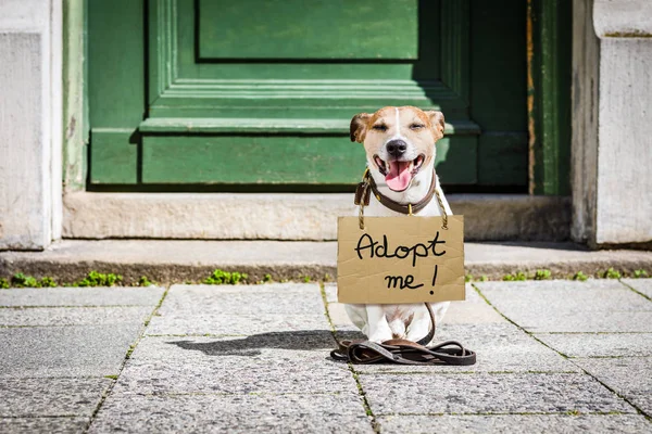 Förlorade och hemlösa övergiven hund — Stockfoto