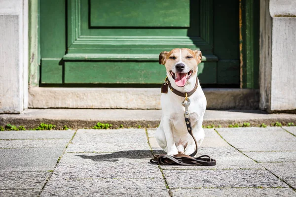 Perro con correa espera un paseo — Foto de Stock