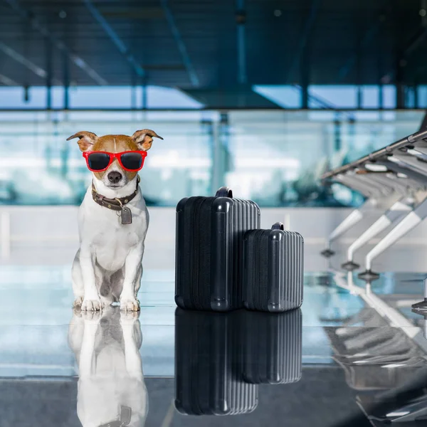 Perro en terminal del aeropuerto de vacaciones —  Fotos de Stock