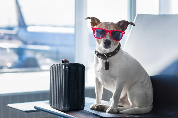 Cão no terminal do aeroporto em férias — Fotografia de Stock