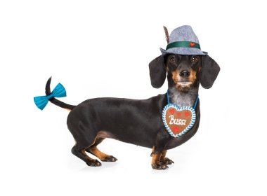 Bavyera bira köpek 