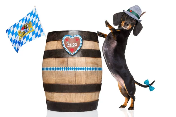 Баварский пивной пес — стоковое фото