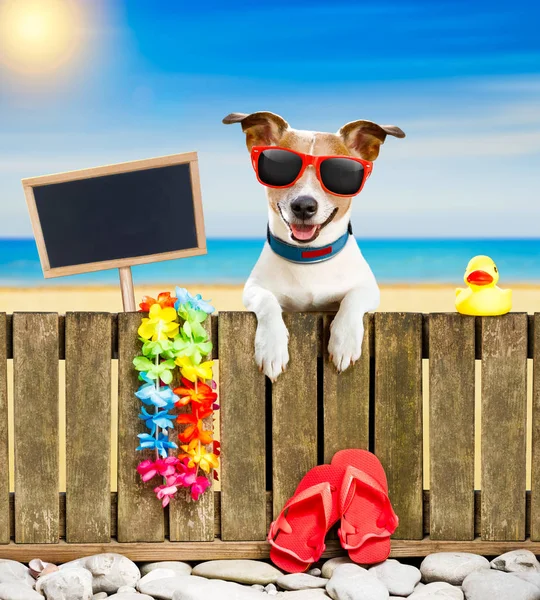 Собака на пляже во время летних каникул — стоковое фото