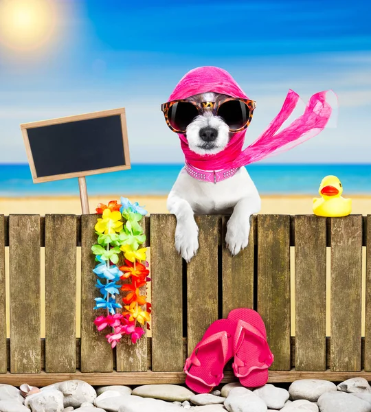 Hond op strand op zomervakantie vakantie — Stockfoto