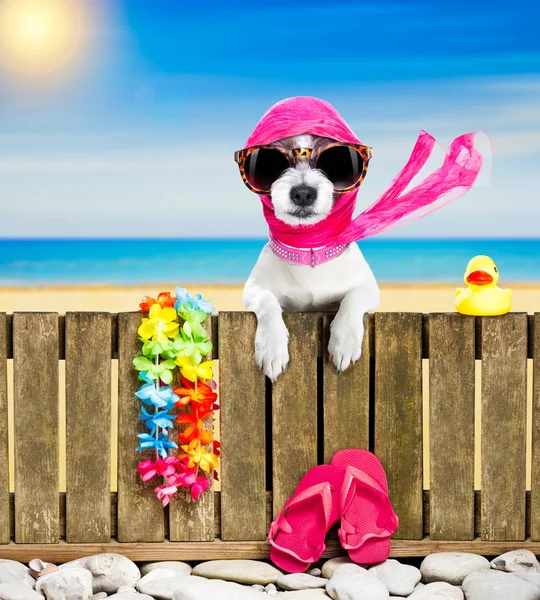 Hond op strand op zomervakantie vakantie — Stockfoto