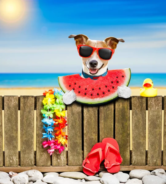 Kutya a strandon a nyári nyaralás nyaralás — Stock Fotó