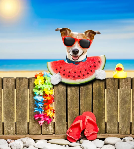 Hond op strand op zomervakantie vakantie — Stockfoto