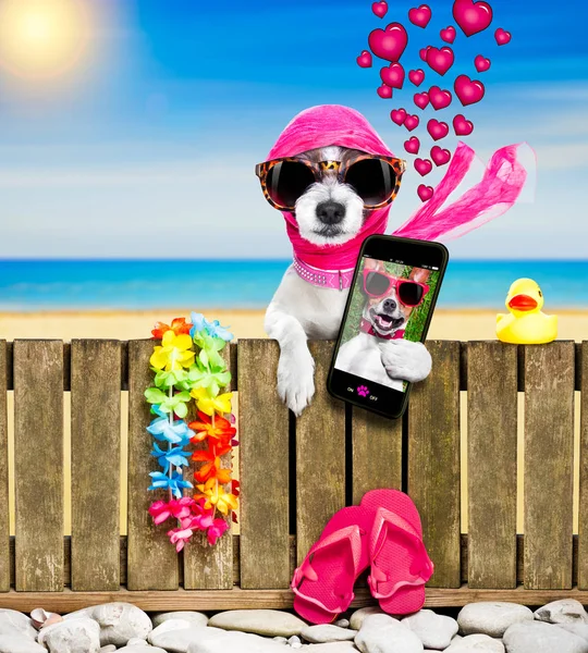 Σκύλος στην παραλία για τις καλοκαιρινές διακοπές διακοπές — Φωτογραφία Αρχείου
