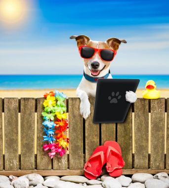 köpek yaz tatil tatil günlerinde sahilde