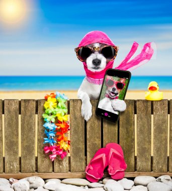 köpek yaz tatil tatil günlerinde sahilde