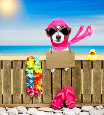 köpek yaz tatil tatil günlerinde sahilde