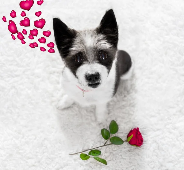 Heureux chien de valentines — Photo