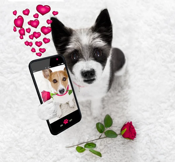 Happy valentines dog selfie — Stock Photo, Image