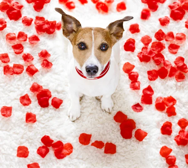 Feliz valentines cão — Fotografia de Stock