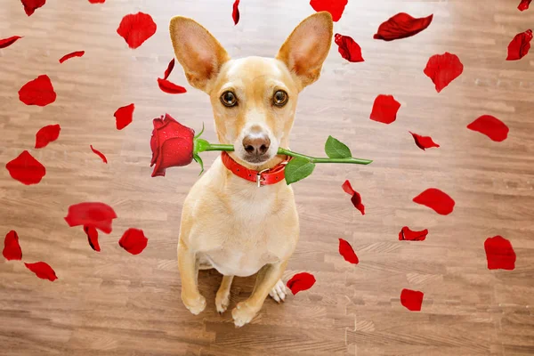 口の中でバラと愛のバレンタイン犬 — ストック写真