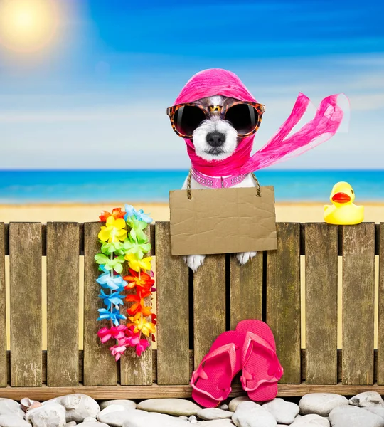 夏の休暇の休日のビーチの犬 — ストック写真