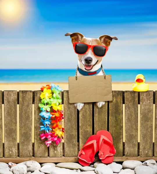 여름 휴가 휴일 해변에 개 — 스톡 사진