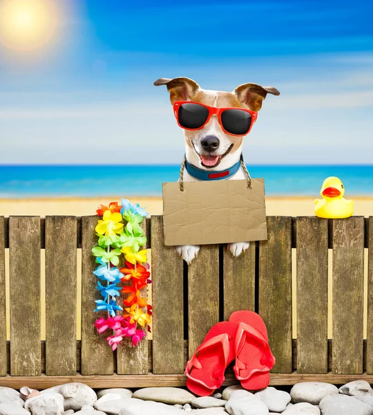 köpek yaz tatil tatil günlerinde sahilde