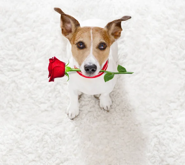 Happy valentines dog Stock Image