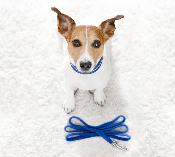 Dog   with leash waits for a walk — Stock Photo, Image
