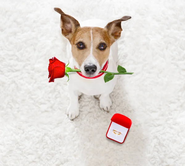 Bruiloft voorstel hond met huwelijk ring — Stockfoto