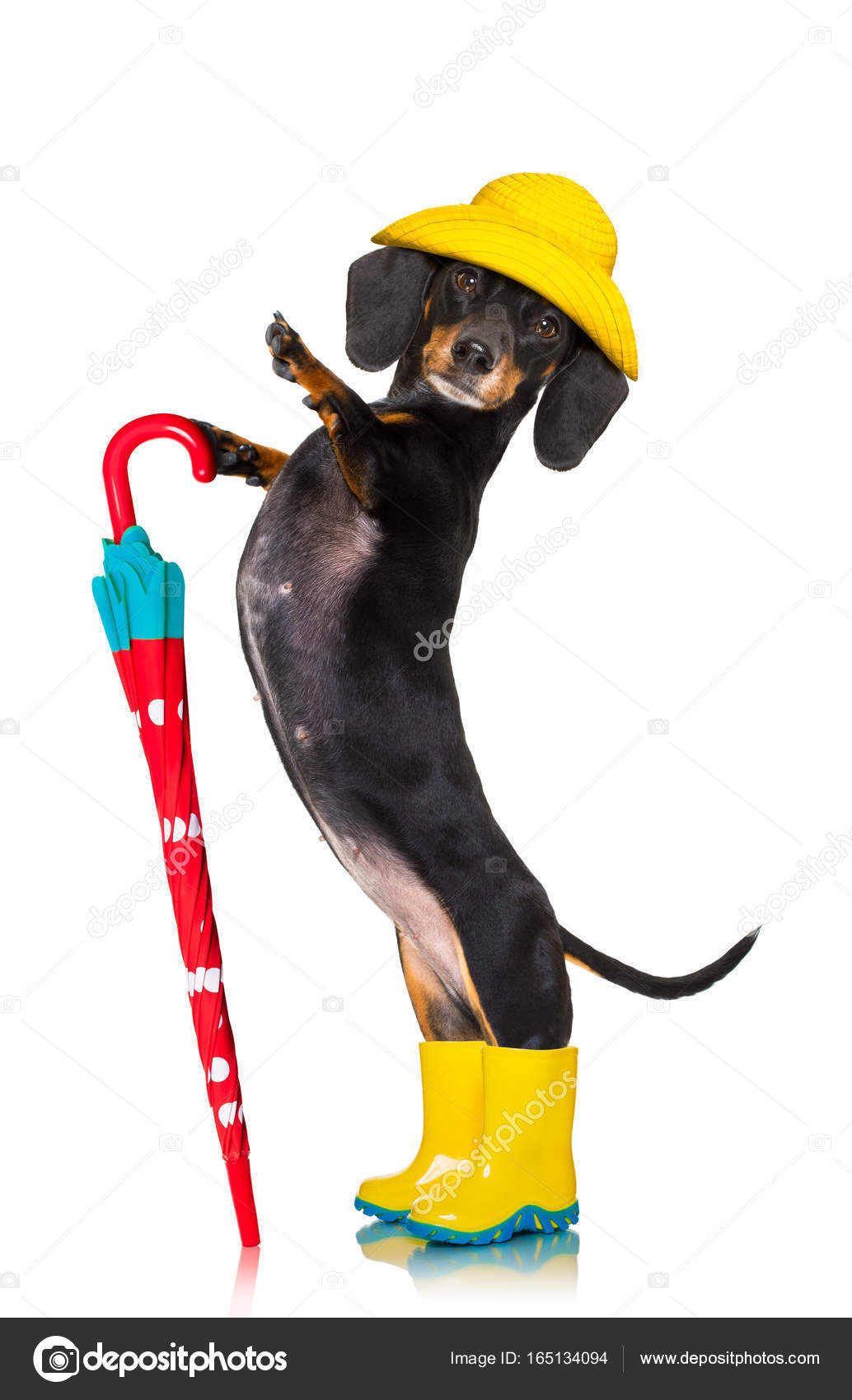 dog umbrella hat