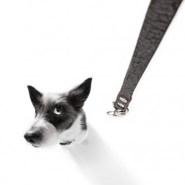 dog  with leash waiting for a walk  clipart