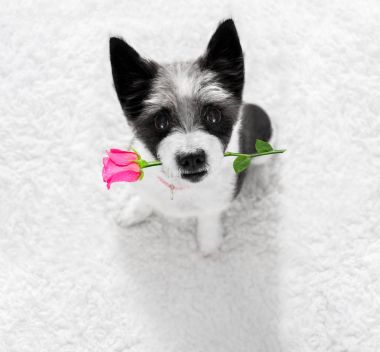 mutlu Sevgililer köpek