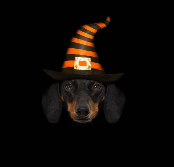 Halloween spöke hund Bus eller godis — Stockfoto